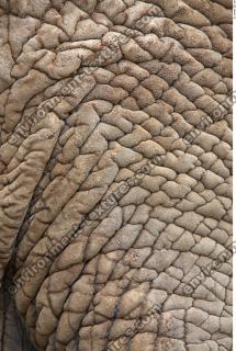 elephant skin 0006